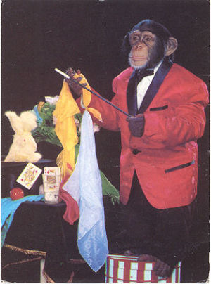 Magic-Card-Chimp.jpg
